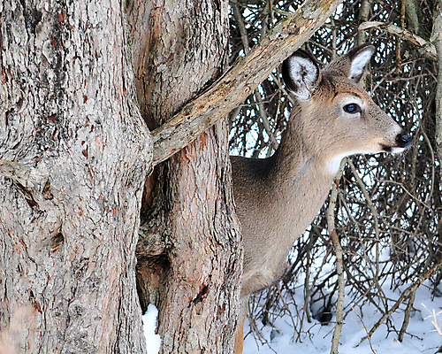포토 JPG 해외이미지 동물 남자 야생동물 밭 포유류 자연 사슴 뿔 사람없음 야외 달러 해외202004 해외포토 돈 농업 사람 생태계 파일형식 이미지허브