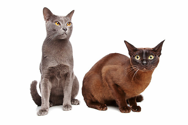 포토 JPG 해외이미지 동물 2 장난 놀이 털 앉기 동양인 사람없음 옆모습 초록색 파란색 반려동물 갈색 귀여움 초콜릿 회색 흰색 달콤 은색 작음 흰배경 고립 기르기 러시아인 유래 버미즈 해외202004 해외포토 서양인 뷰포인트 컬러 백그라운드 컨셉 모션 디저트 인종 고양이 맛 크기 돌봄 파일형식 이미지허브