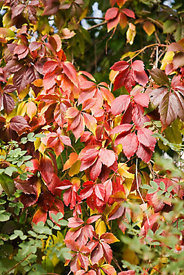 포토 JPG 해외이미지 나무 식물 백그라운드 단풍 잎 자연 추상 사람없음 빨간색 노란색 활발 가을 나뭇가지 선택 숲 해외202004 해외포토 계절 컬러 컨셉 무늬 생태계 파일형식 이미지허브