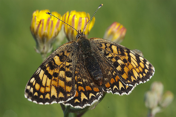 포토 JPG 해외이미지 식물 동물 야생동물 나비 곤충 패턴 절지류 날개 오렌지 자연 휴식 안테나 사람없음 초록색 여름 컬러풀 환경 봄 보호 동물상 해외202004 해외포토 계절 컬러 컨셉 무늬 과일 통신 조형물 생태계 파일형식 이미지허브