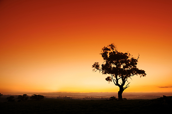 포토 JPG 해외이미지 나무 실루엣 여행 백그라운드 밭 오렌지 자연 벽지 하늘 풍경 사람없음 야외 농장 일출 일몰 안개 시골 호주 수평선 해외202004 해외포토 식물 농업 과일 날씨 촬영기법 노을 오세아니아 생태계 파일형식 이미지허브