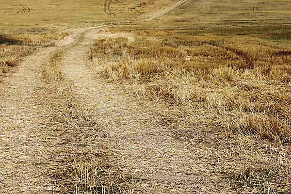 포토 JPG 해외이미지 계절 줄기 밭 농업 곡선 하늘 파노라마 사람없음 가로 여름 농장 노란색 우주 마을 수확 가을 흰색 황금 큼 밀 언덕 담배꽁초 트랙터 밀짚 숙성 자취 쟁기 해외202004 해외포토 식물 산업 선 컬러 곡류 담배 촬영기법 짚 크기 농기계 특수차량 파일형식 이미지허브