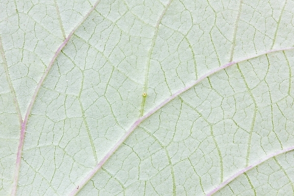 포토 JPG 해외이미지 나무 식물 디자인 계절 실루엣 바다 백그라운드 잎 꽃무늬 패턴 자연 벽지 표면 추상 프레임 미술 사람없음 그래픽 장식 초록색 물 유행 환경 봄 수확 직물 묘사 질감 복고 정맥 옛날 해외202004 해외포토 자연요소 꽃 컬러 무늬 농업 문화예술 촬영기법 생태계 혈관 파일형식 이미지허브
