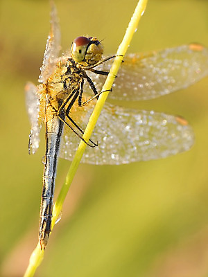 포토 JPG 해외이미지 동물 야생동물 곤충 자연 사람없음 머리 육식동물 해외202004 해외포토 신체부위 생태계 파일형식 이미지허브