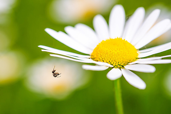 포토 JPG 해외이미지 식물 동물 라이프스타일 꽃 백그라운드 잎 절지류 비즈니스 자연 아침 추상 사람없음 초록색 컬러풀 평화 정원 화목 고요 봄 성장 흰색 신선 닫기 데이지 거미 사냥꾼 이익 마법 영원 히피 해외202004 해외포토 주간 직업 계절 컬러 곤충 컨셉 무늬 모션 생활 생태계 파일형식 이미지허브