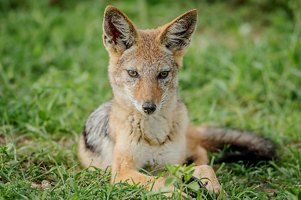 포토 JPG 해외이미지 동물 공원 야생동물 여행 포유류 아프리카 자연 사람없음 야외 검은색 황무지 개 사파리 여우 육식동물 사냥꾼 남쪽 송곳니 내추럴 나미비아 남아프리카 동물상 보츠와나 생태학 전국 칼라하리 해외202004 해외포토 직업 공공시설 교육 나라 컬러 조형물 사막 치아 방향 생태계 파일형식 이미지허브