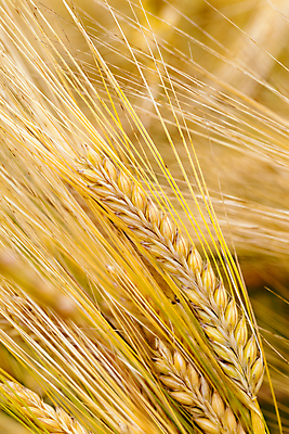 포토 JPG 해외이미지 식물 계절 산업 음식 줄기 백그라운드 패턴 밭 농업 과일 재료 자연 건조 옥수수 풍경 사람없음 야외 옆모습 여름 농작물 농장 노란색 젖음 수확 성장 시골 그룹 황금 큼 낟알 시리얼 밀 먹기 유기농 날것 보리 문학 결 밀짚 흙더미 숙성 채식주의자 호밀 세련 귀리 해외202004 해외포토 웰빙 뷰포인트 컬러 무늬 모션 곡류 흙 짚 크기 생태계 채식 파일형식 더미 이미지허브