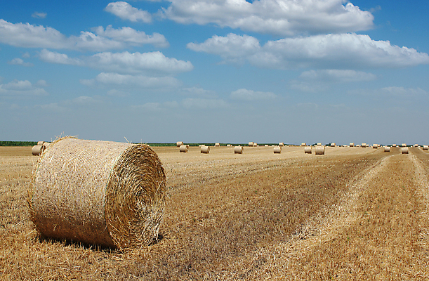 포토 JPG 해외이미지 구름 밭 농업 자연 하늘 건조 풍경 사람없음 여름 파란색 농작물 농장 노란색 수확 시골 황금 볏짚 큼 먹이 뭉치 밀짚 밭일 해외202004 해외포토 자연요소 계절 산업 컬러 짚 크기 생태계 파일형식 이미지허브