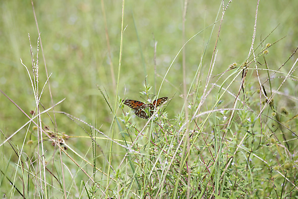 포토 JPG 해외이미지 동물 꽃잎 꽃 야생동물 나비 곤충 이동 꽃무늬 절지류 날개 오렌지 자연 안테나 사람없음 야외 초록색 여름 컬러풀 햇빛 노란색 환경 정원 맑음 검은색 봄 활발 다양 벚꽃 만 점 벌레 보호 은색 정상 내추럴 멀티 해외202004 해외포토 식물 계절 컬러 다수 컨셉 무늬 과일 통신 날씨 태양 생태계 파일형식 이미지허브