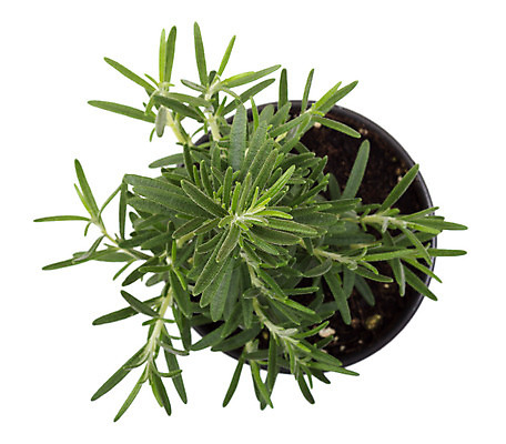 포토 JPG 해외이미지 스튜디오촬영 식물 화분 화초 음식 사람없음 봄 신선 허브 흰배경 원예 로즈메리 해외202004 해외포토 계절 백그라운드 실내 취미 흰색 파일형식 이미지허브