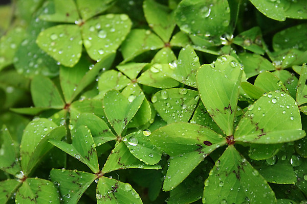 포토 JPG 해외이미지 식물 계절 백그라운드 잎 자연 벽지 휴식 잔디 사람없음 초록색 물 빛 환경 정원 봄 신선 떨어짐 숲 허브 묘사 유기농 원예 질감 심플 내추럴 광합성 온실 그리너리 해외202004 해외포토 자연요소 웰빙 컬러 컨셉 취미 생태계 파일형식 트랜드컬러 이미지허브