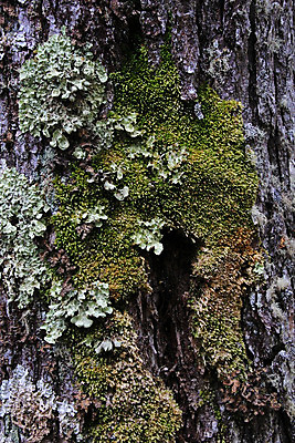 포토 JPG 해외이미지 모양 나무 공원 여행 백그라운드 자연 건조 이끼 풍경 사람없음 야외 목재 초록색 미국 하이킹 숲 그늘 신비 브런치 뿌리 공상 칠레 남쪽 아르헨티나 내추럴 생태학 전국 해외202004 해외포토 식물 공공시설 교육 컬러 컨셉 북아메리카 재료 레저 식사 남아메리카 방향 생태계 파일형식 이미지허브