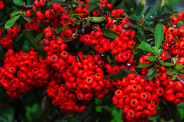 포토 JPG 해외이미지 나무 식물 열매 음식 백그라운드 과일 자연 새로움 건강 사람없음 빨간색 초록색 가을 흰색 물방울 나뭇가지 신선 소프트포커스 내추럴 해외202004 해외포토 계절 컬러 컨셉 촬영기법 생태계 파일형식 이미지허브
