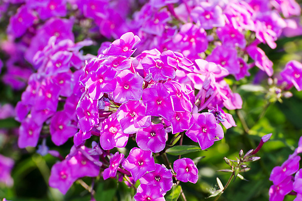 포토 JPG 해외이미지 식물 꽃잎 꽃 분홍색 백그라운드 잎 패턴 자연 사랑 사람없음 여름 컬러풀 태양 우주 맑음 보라색 봄 활발 벚꽃 인사 생일 작음 라벤더 깊이 멀티 영원 해외202004 해외포토 자연요소 계절 기념일 감정 컬러 컨셉 무늬 날씨 예절 크기 허브 생태계 파일형식 이미지허브