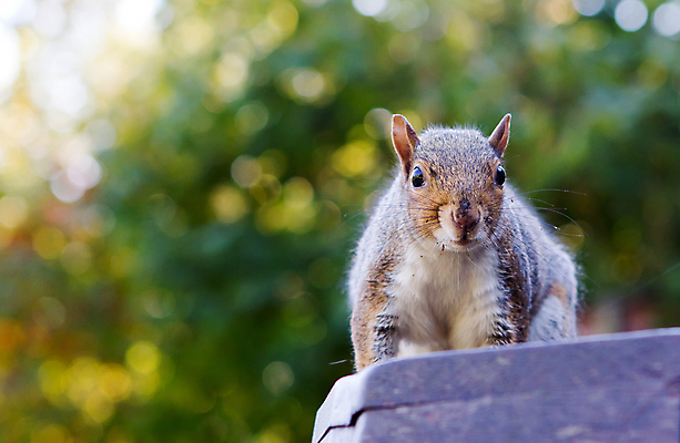 포토 JPG 해외이미지 나무 동물 공원 얼굴 야생동물 음식 벤치 포유류 자연 털 관리 서기 앉기 사람없음 야외 목재 빨간색 초록색 여름 갈색 정원 회색 가을 흰색 잡기 닫기 설치류 숲 먹기 호기심 런던 꼬리 다람쥐 솜털 고립 해외202004 해외포토 식물 계절 공공시설 감정 컬러 컨셉 의자 재료 모션 영국 신체부위 생태계 파일형식 이미지허브