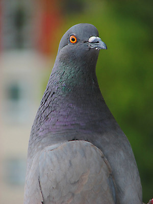 포토 JPG 해외이미지 동물 1 응시 날개 부분 조류 사람없음 머리 평화 침묵 회색 보행로 우아함 닫기 깃털 싱글 비둘기 시력 부리 계산서 관심 섬광 해외202004 해외포토 시선 길 컬러 컨셉 모션 신체부위 소리 파일형식 이미지허브