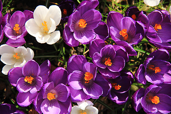 포토 JPG 해외이미지 계절 꽃 컨셉 밭 전구 자연 부활절 사람없음 파란색 햇빛 태양 노란색 보라색 봄 벚꽃 제비꽃 해외202004 해외포토 자연요소 식물 기념일 컬러 농업 생태계 파일형식 이미지허브