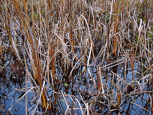 포토 JPG 해외이미지 호수 밭 지팡이 하늘 날씨 사람없음 가로 물 여름 파란색 빛 강 태양 반사 침묵 젖음 시골 매끈함 저녁 즐거움 만족 해외202004 해외포토 자연요소 계절 감정 컬러 농업 소리 감각 야간 파일형식 이미지허브