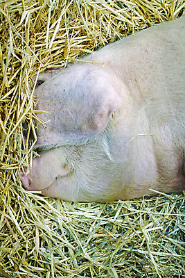 포토 JPG 해외이미지 분홍색 농업 휴식 털 사람없음 상자 가축 꿈 잠 돼지 농부 실크 낮잠 귀 주둥이 밀짚 해외202004 해외포토 동물 직업 산업 컬러 컨셉 포유류 신체부위 직물 짚 파일형식 이미지허브