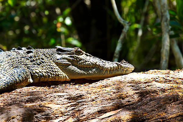 포토 JPG 해외이미지 동물 얼굴 야생동물 여행 백그라운드 파충류 자연 사람없음 강 입 호주 치아 위험 육식동물 악어 소금물 해외202004 해외포토 컨셉 신체부위 소화기관 오세아니아 생태계 파일형식 이미지허브