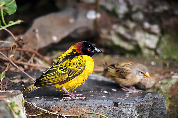 포토 JPG 해외이미지 동물 1 남자 야생동물 날개 아프리카 자연 조류 웨일즈 산 동물원 앉기 사람없음 야외 가로 빨간색 초록색 컬러풀 노란색 머리 환경 맑음 검은색 나뭇가지 만 황금 작음 깃털 부리 북쪽 구성 동물상 전국 해외202004 해외포토 나무 나라 컬러 모션 날씨 영국 사람 신체부위 조형물 크기 방향 생태계 파일형식 이미지허브