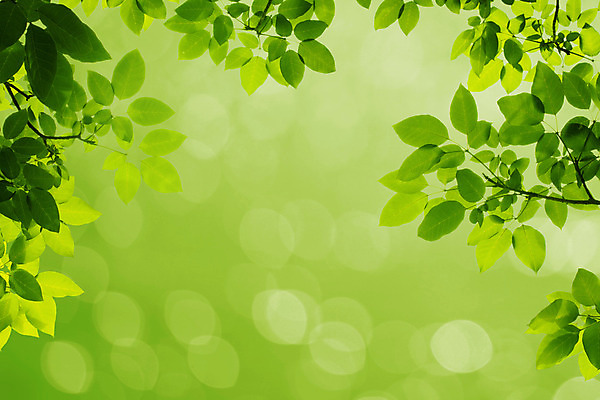 포토 JPG 해외이미지 나무 식물 공원 곤충 백그라운드 잎 자연 프레임 그림자 사람없음 야외 초록색 태양 우주 환경 정원 맑음 침묵 봄 성장 나뭇가지 신선 투명 모서리 숲 묘사 유기농 질감 보케 내추럴 블러 디테일 해외202004 해외포토 자연요소 동물 웰빙 계절 공공시설 컬러 날씨 소리 생태계 파일형식 이미지허브