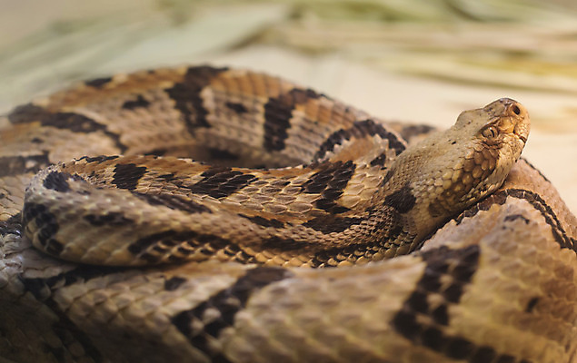 포토 JPG 해외이미지 야생동물 파충류 자연 종류 사람없음 환경 독약 뱀 보호 위험 무서움 육식동물 딸랑이 내추럴 감싸기 수목 특별함 효율 해외202004 해외포토 동물 감정 컨셉 모션 아기용품 생태계 파일형식 이미지허브