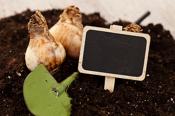 포토 JPG 해외이미지 식물 꽃 백그라운드 잎 전구 새로움 사람없음 초록색 흙 성장 원예 설정 해외202004 해외포토 컬러 컨셉 취미 파일형식 이미지허브