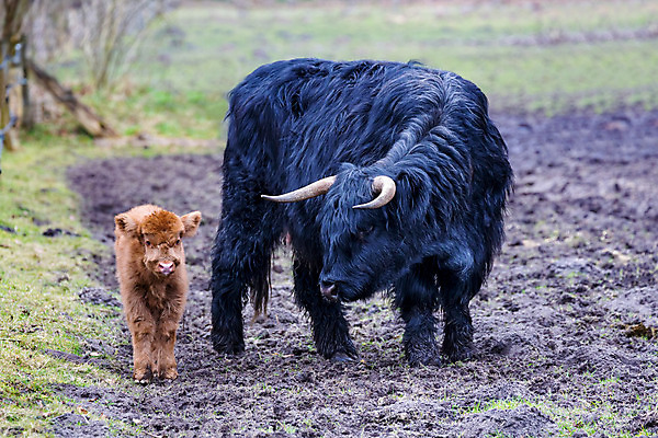 포토 JPG 해외이미지 동물 응시 아들 어린이 농업 포유류 가족 자연 엄마 뿔 육류 풍경 취미 사람없음 농장 갈색 검은색 가축 봄 소고기 자녀 신생아 소 작음 내추럴 송아지 밭일 주목 스코틀랜드 해외202004 해외포토 시선 계절 산업 새끼 컬러 식재료 관계 영국 사람 아기 크기 생태계 파일형식 이미지허브