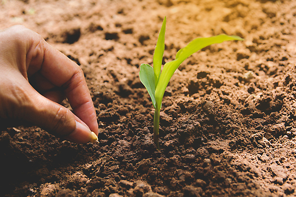 포토 JPG 해외이미지 주간 손 야외 신체부위 햇빛 새싹 흙 해외202004 해외포토 자연요소 식물 사람 태양 파일형식 이미지허브