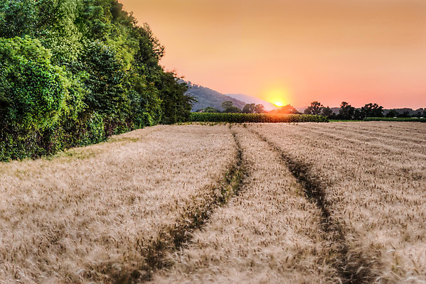 포토 JPG 해외이미지 나무 식물 계절 빵 줄기 백그라운드 밭 자연 하늘 씨앗 풍경 사람없음 야외 여름 농작물 태양 농장 노란색 일출 환경 맑음 일몰 수확 시골 황금 상품 낟알 시리얼 밀 언덕 귀 내추럴 강렬 숙성 세련 해외202004 해외포토 자연요소 음식 컬러 농업 날씨 곡류 신체부위 노을 생태계 파일형식 이미지허브