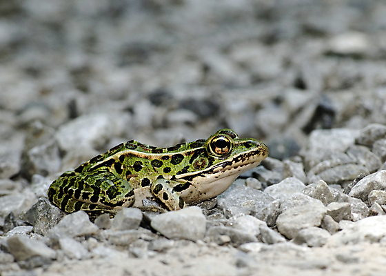 포토 JPG 해외이미지 동물 야생동물 자연 개구리 양서류 사람없음 야외 초록색 해외202004 해외포토 컬러 생태계 파일형식 이미지허브