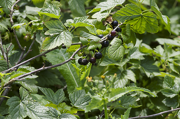 포토 JPG 해외이미지 식물 계절 열매 음식 줄기 잎 농업 채소 과일 자연 디저트 건강 사람없음 초록색 여름 농작물 정원 검은색 나뭇가지 그룹 달콤 맛 큼 다발 먹기 유기농 날것 내추럴 건포도 숙성 채식주의자 해외202004 해외포토 나무 웰빙 산업 컬러 컨셉 모션 포도 크기 생태계 채식 건과일 파일형식 이미지허브