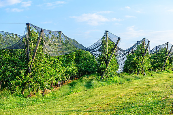 포토 JPG 해외이미지 나무 식물 음식 백그라운드 잎 밭 농업 과일 자연 하늘 건강 안전 사람없음 야외 초록색 농장 정원 어둠 수확 성장 가을 나뭇가지 시골 신선 그물 해충 보호 질병 사과 과수원 수집 가득함 유기농 생물학 반대 밭일 숙성 제어 해외202004 해외포토 웰빙 계절 교육 산업 컬러 컨셉 의학 벌레 생태계 파일형식 이미지허브