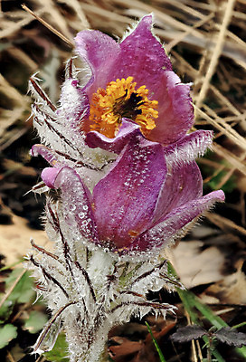 포토 JPG 해외이미지 식물 계절 꽃잎 꽃 꽃무늬 사람없음 야외 초록색 빛 햇빛 태양 새싹 맑음 카펫 추위 배열 즐거움 원예 아로마 옛날 우크라이나 해외202004 해외포토 자연요소 감정 유럽 컬러 무늬 날씨 취미 파일형식 이미지허브