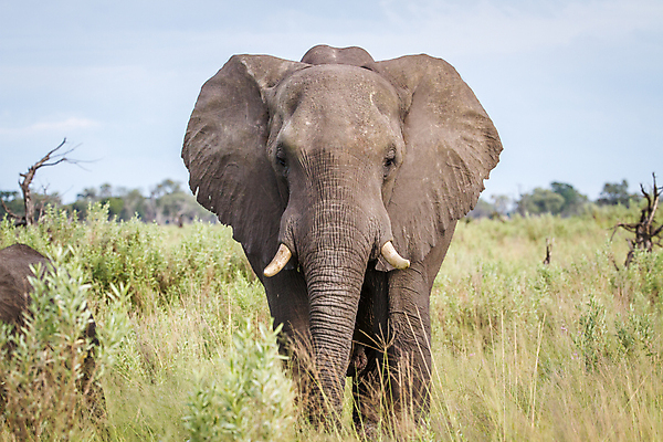 포토 JPG 해외이미지 동물 공원 야생동물 여행 백그라운드 포유류 아프리카 자연 코끼리 국립공원 사람없음 야외 여행객 환경 힘 황무지 보호 큼 사파리 상아 멸종 남쪽 나미비아 해외202004 해외포토 공공시설 나라 컨셉 사람 크기 방향 생태계 남아프리카 파일형식 이미지허브