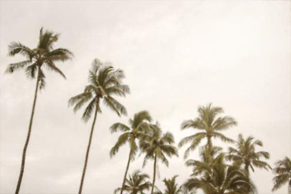 포토 JPG 해외이미지 나무 구름 실루엣 바다 섬 여행 잎 자연 하늘 휴가 손바닥 풍경 사람없음 초록색 물 여름 햇빛 태양 맑음 일몰 새벽 수확 황금 저녁 필름 휴양지 복고 하와이 캘리포니아 코코넛 천국 시들음 수평선 해외202004 해외포토 자연요소 식물 손 계절 컬러 농업 과일 날씨 촬영기법 노을 미국 장소 야간 생태계 파일형식 이미지허브