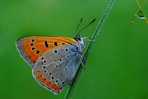 포토 JPG 해외이미지 나비 사람없음 땅바닥 해외202004 해외포토 곤충 바닥 파일형식 이미지허브