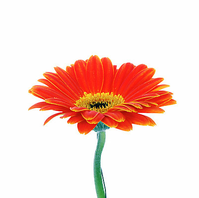 포토 JPG 해외이미지 식물 1 계절 꽃잎 꽃 줄기 백그라운드 꽃무늬 오렌지 자연 선물 사람없음 빨간색 컬러풀 머리 정원 봄 벚꽃 흰색 신선 개화 닫기 묘사 싱글 데이지 거베라 내추럴 고립 해외202004 해외포토 컬러 무늬 과일 모션 신체부위 생태계 파일형식 이미지허브