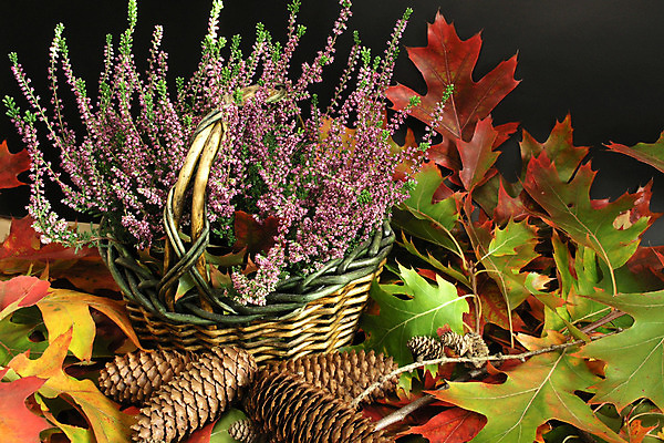 포토 JPG 해외이미지 계절 공원 단풍 잎 자연 사람없음 빨간색 컬러풀 바구니 가을 원뿔 강렬 해외202004 해외포토 도형 식물 공공시설 컬러 생태계 파일형식 이미지허브