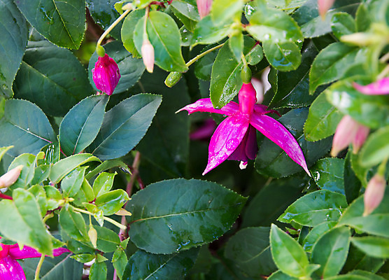 포토 JPG 해외이미지 식물 꽃잎 꽃 벽 분홍색 백그라운드 잎 자연 추상 사람없음 야외 초록색 컬러풀 정원 보라색 수확 성장 벚꽃 가을 유기농 원예 내추럴 많음 해외202004 해외포토 웰빙 계절 컬러 컨셉 무늬 농업 취미 생태계 파일형식 이미지허브