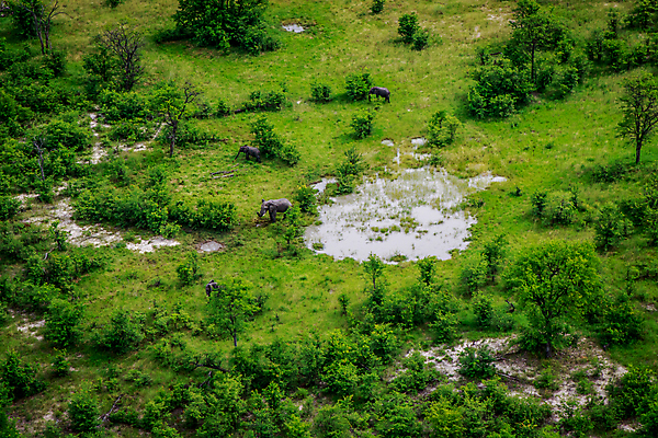 포토 JPG 해외이미지 동물 공원 야생동물 여행 백그라운드 포유류 아프리카 자연 코끼리 안테나 국립공원 사람없음 야외 여행객 환경 힘 황무지 보호 큼 사파리 상아 멸종 남쪽 나미비아 해외202004 해외포토 공공시설 나라 컨셉 통신 사람 크기 방향 생태계 남아프리카 파일형식 이미지허브