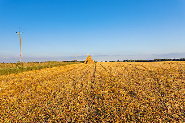 포토 JPG 해외이미지 식물 계절 산업 백그라운드 밭 농업 자연 하늘 건조 옥수수 풍경 사람없음 야외 초록색 파란색 농작물 농장 농경지 갈색 노란색 쌓기 환경 수확 시골 황금 건초더미 볏짚 낟알 땅 자르기 시리얼 밀 질감 정사각형 패키지 뭉치 밀짚 흙더미 내추럴 밭일 해외202004 해외포토 도형 음식 컬러 모션 곡류 흙 건초 짚 생태계 파일형식 더미 이미지허브