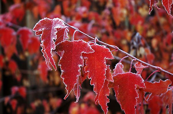 포토 JPG 해외이미지 나무 계절 공원 백그라운드 단풍 잎 패턴 오렌지 추상 사람없음 야외 빨간색 컬러풀 노란색 가을 변화 떨어짐 숲 서리 내추럴 썩음 해외202004 해외포토 식물 공공시설 컬러 컨셉 무늬 과일 파일형식 이미지허브