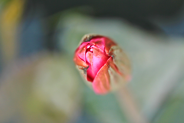 포토 JPG 해외이미지 식물 1 공원 꽃잎 꽃 선 분홍색 잎 꽃무늬 자연 동양인 사람없음 야외 빨간색 세로 물 평화 환경 보라색 고요 벚꽃 연못 순수 장면 동쪽 내추럴 해외202004 해외포토 자연요소 공공시설 컬러 컨셉 무늬 인종 방향 생태계 파일형식 이미지허브