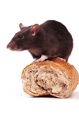 포토 JPG 해외이미지 동물 응시 빵 포유류 수염 털 사람없음 반려동물 갈색 회색 흰색 쥐 설치류 수줍음 심볼 호기심 흰배경 코 꼬리 귀 솜털 고립 해외202004 해외포토 시선 감정 음식 컬러 백그라운드 컨셉 신체부위 파일형식 이미지허브