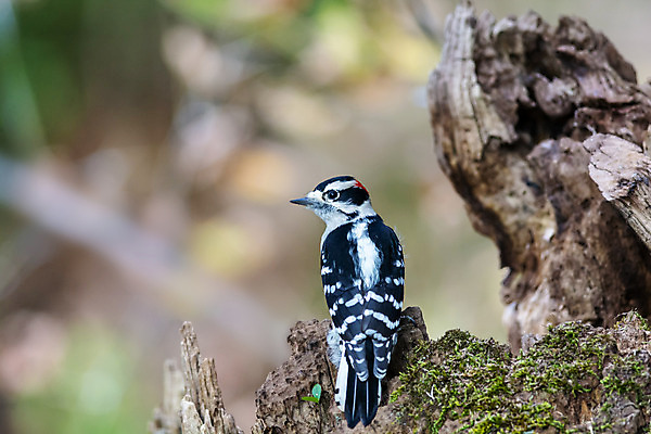 포토 JPG 해외이미지 동물 한마리 야생동물 자연 조류 이끼 사람없음 야외 가로 컬러풀 사진촬영 가을 해외202004 해외포토 1 계절 컬러 촬영 생태계 파일형식 이미지허브
