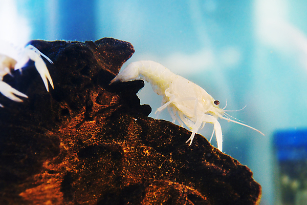 포토 JPG 해외이미지 동물 교육 야생동물 바다 과학 패턴 자연 새우 동물원 어류 사람없음 물 파란색 반려동물 수중 게 흰색 작음 가재 생물학 소금 수족관 해외202004 해외포토 자연요소 컬러 무늬 갑각류 수중동물 크기 생태계 파일형식 이미지허브