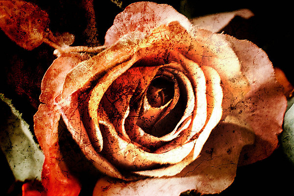 포토 JPG 해외이미지 디자인 꽃 포스터 벽 분홍색 백그라운드 잎 꽃무늬 날씨 발렌타인데이 사랑 미술 사람없음 장식 빨간색 장미 축제 수확 하트 잡기 얼룩 거친 인쇄 그림 질감 복고 캔버스 부드러움 시들음 구성 그런지 블러 옛날 노화 해외202004 해외포토 모양 식물 감정 컬러 컨셉 무늬 농업 모션 데이이벤트 문화예술 감각 파일형식 이미지허브