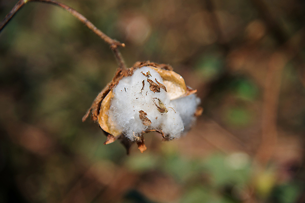 포토 JPG 해외이미지 식물 꽃 산업 줄기 백그라운드 밭 농업 공 자연 건조 사람없음 경제 농작물 농장 환경 수확 성장 흰색 나뭇가지 직물 면 인도인 수집 순수 유기농 질감 날것 부드러움 섬유 솜털 내추럴 꼬투리 밭일 숙성 유전 해외202004 해외포토 외국인 나무 웰빙 컬러 컨셉 동양인 감각 생태계 파일형식 이미지허브